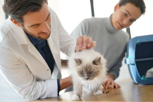 My Cat Keeps Throwing Up But Seems Fine