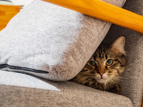 Maine-coon-mix-cat-hiding-behind-a-pillow-on-a-chair