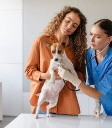 Why is My Dog Shaking? Decoding the Shivers and When to Worry