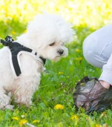 Worms in Dog Poop: A Guide to Identification, Treatment, and Prevention