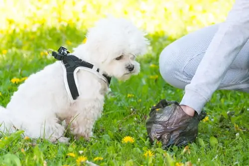 pet-owner-using-plastic-bag-to-pick-up-dog-poop-in-the-park-while-small-white-dog-watches