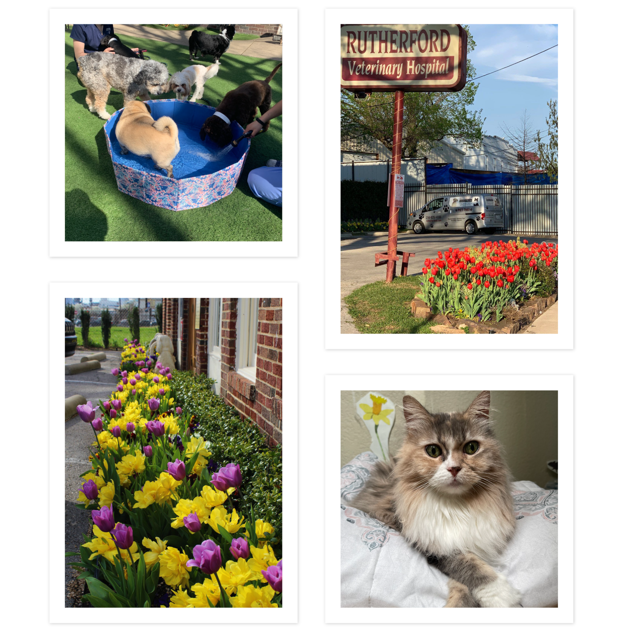 Photo Collage