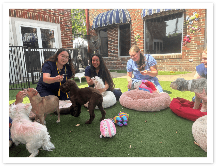 Rutherford Staff Members In Doggy Daycare Facility