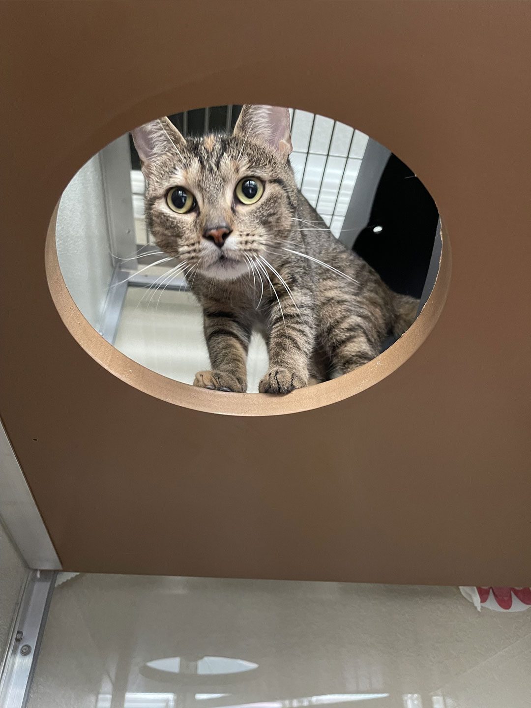 Cat Looking Through Hole