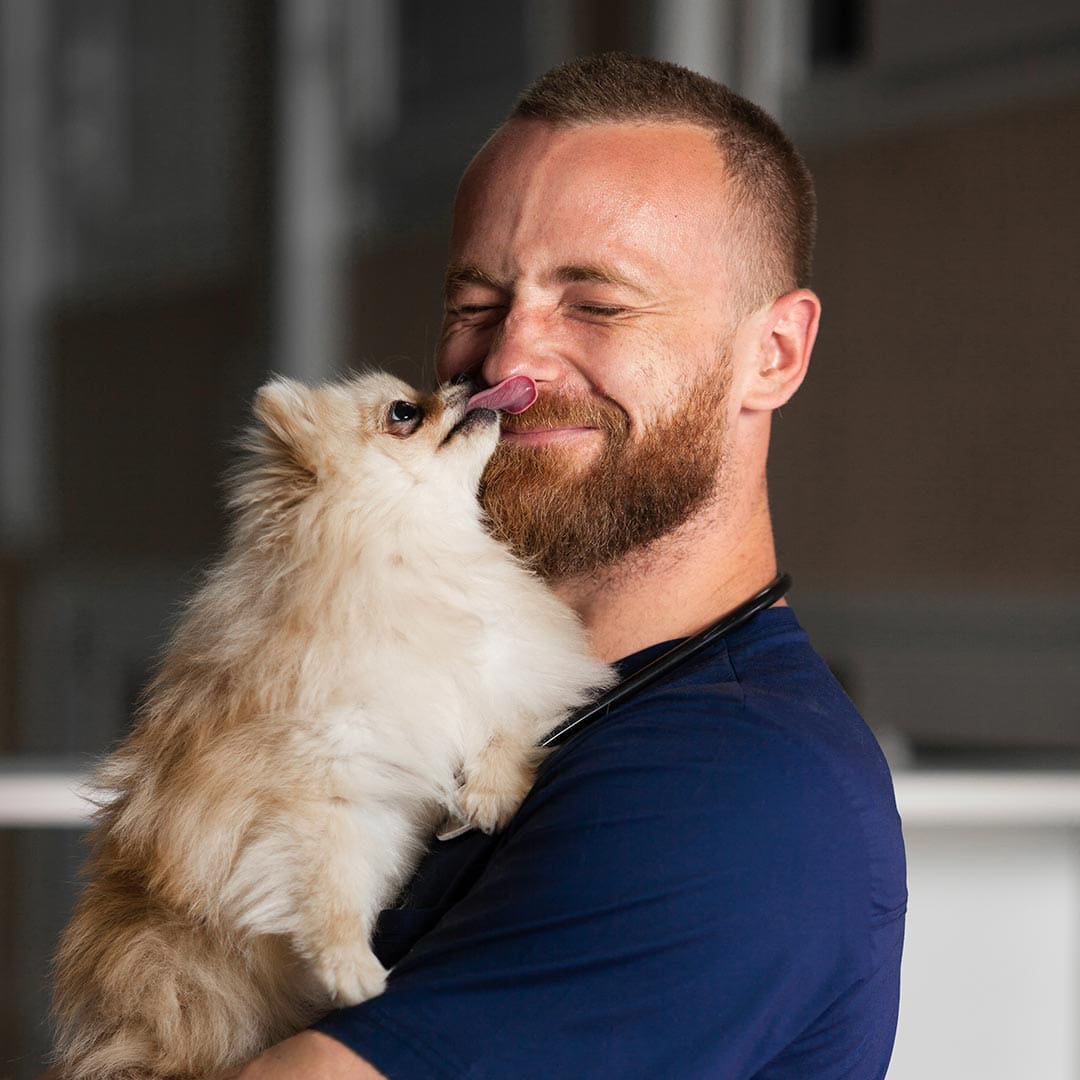 male veterinarian smiling while holding pomeranian that's licking his nose