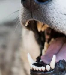 How Many Teeth Do Dogs Have? Puppy vs. Adult 