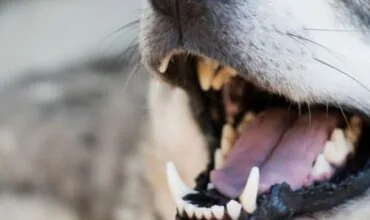 How Many Teeth Do Dogs Have? Puppy vs. Adult 
