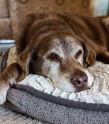 Saying Goodbye to Your Dog: Signs, Behavior & What to Expect in Their Final Days