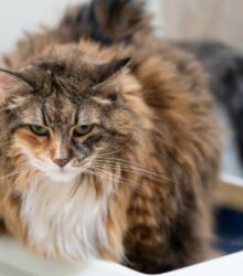 Cat Diarrhea: Causes, What to Do, and When to Call the Vet