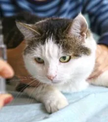 Cat Rabies Vaccine: Requirements and FAQs