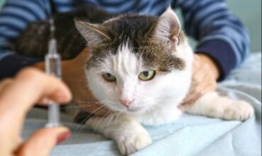 Cat Rabies Vaccine: Requirements and FAQs