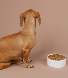 Dog Not Eating: What to Do and When to Worry