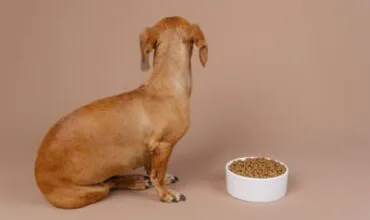 Dog Not Eating: What to Do and When to Worry