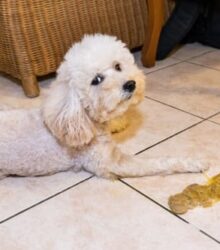 Dog Throwing Up Yellow: Causes and When to Worry