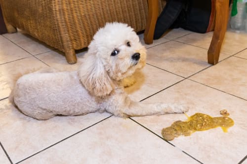 sick apricot poodle laying on floor next to a pile of vomit