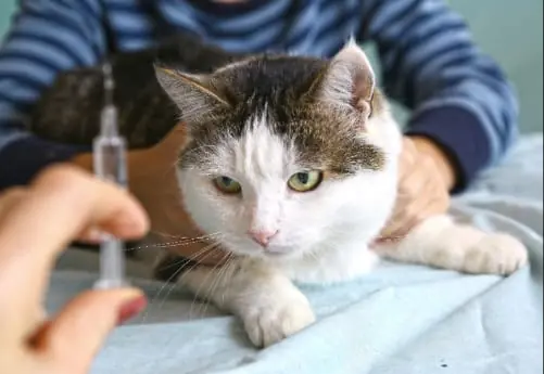 brown mackeral tabby cat being held by a child while someone holds a syringe or vaccine