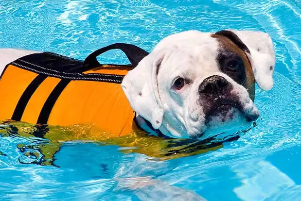 Dog Wearing Life Vest Swimming In Pool