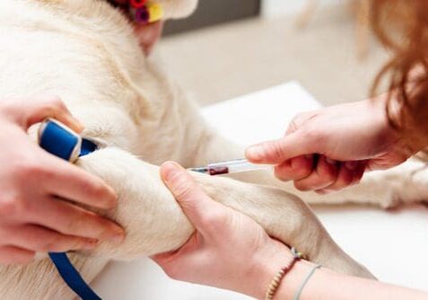 Blood Work Panels For Pets