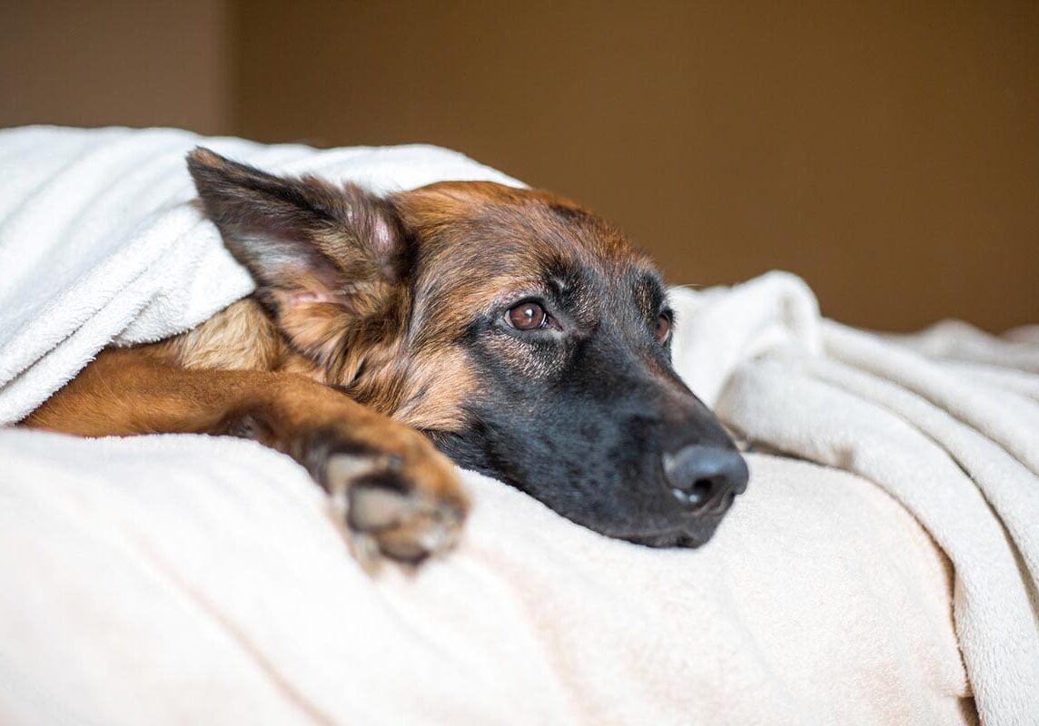 Canine Influenza Dallas Tx