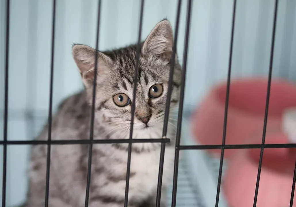 Playful Kitty Cat