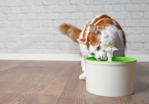 Cat Drinking A Lot Of Water