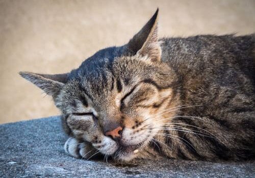 Cat Drooling