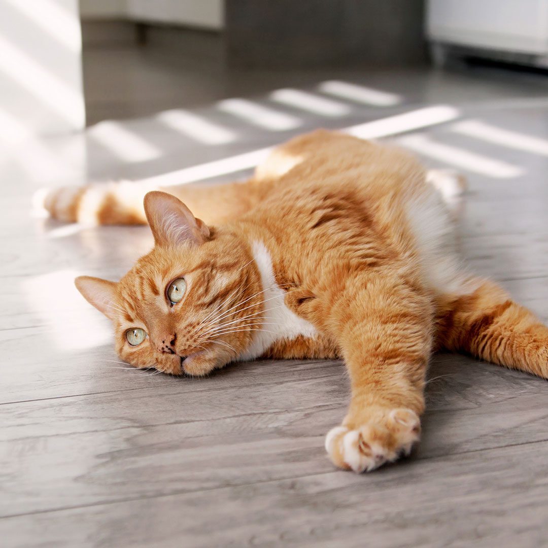 orange cat laying on the floor basking in the sunlight