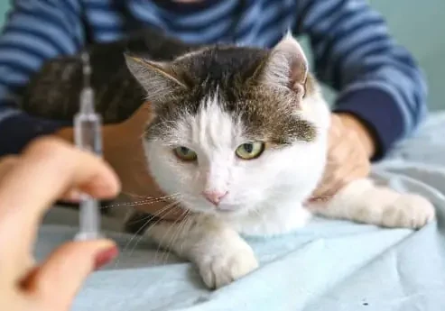brown mackeral tabby cat being held by a child while someone holds a syringe or vaccine