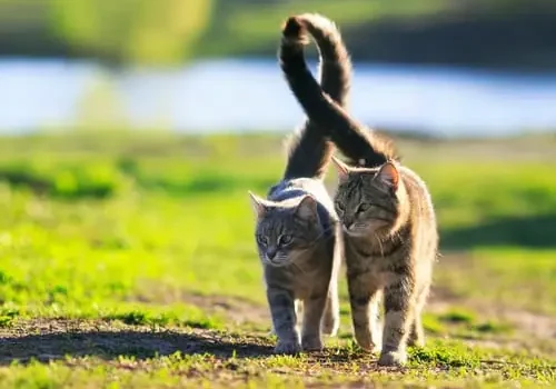 Cat Tails