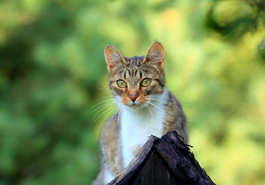 Cat Toxic Plants Dallas Tx
