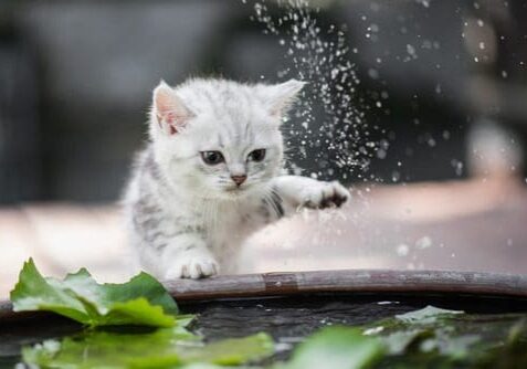 Cats Dislike Water