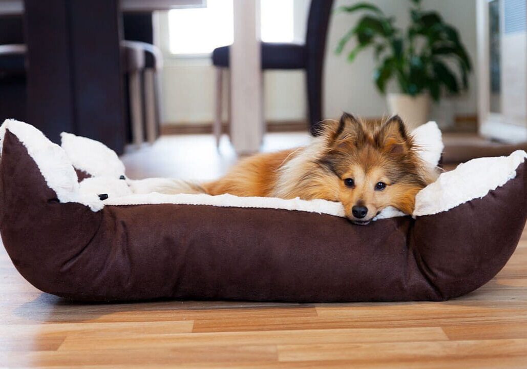 Dog Bed Dallas Tx