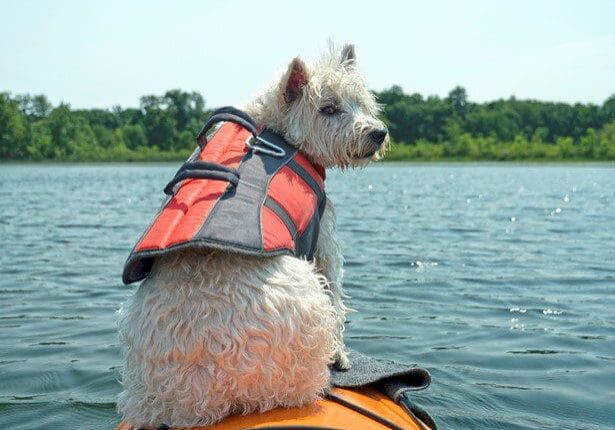 Dog On Boat