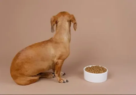 brown dachshund sitting next to food bowl but turned away