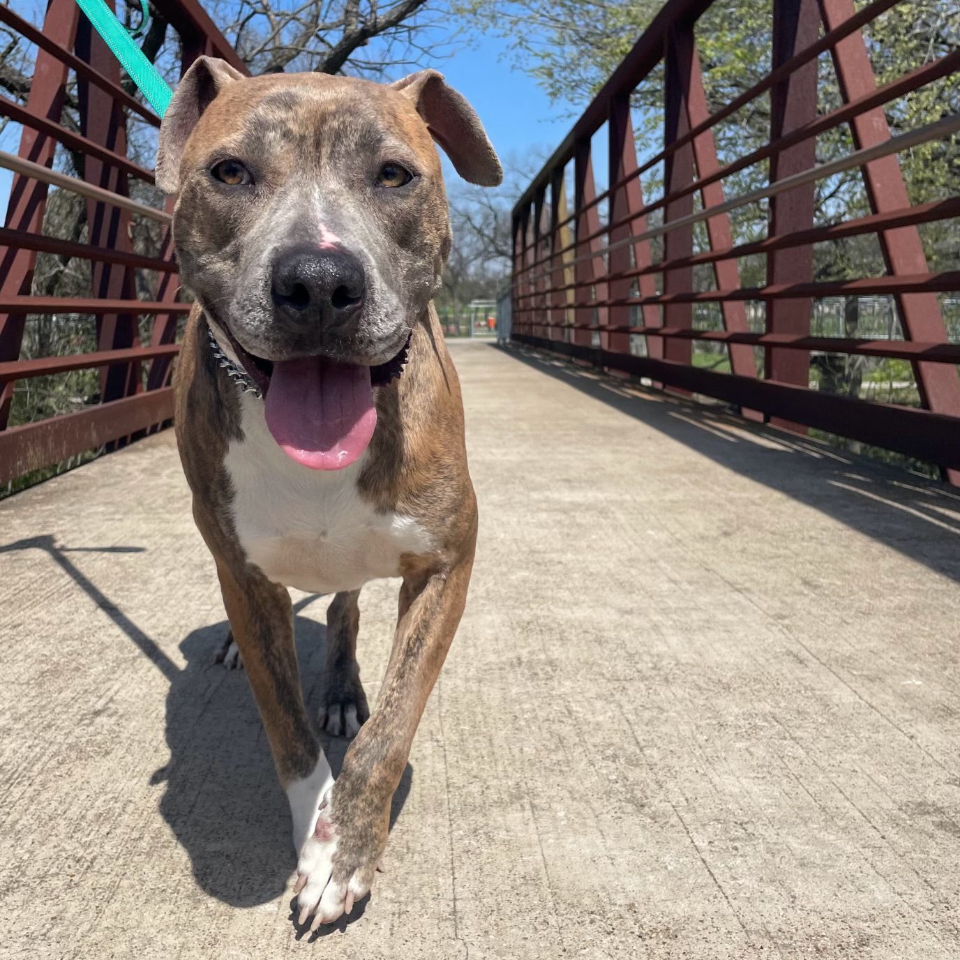 dog being walked on a leash along a bridge