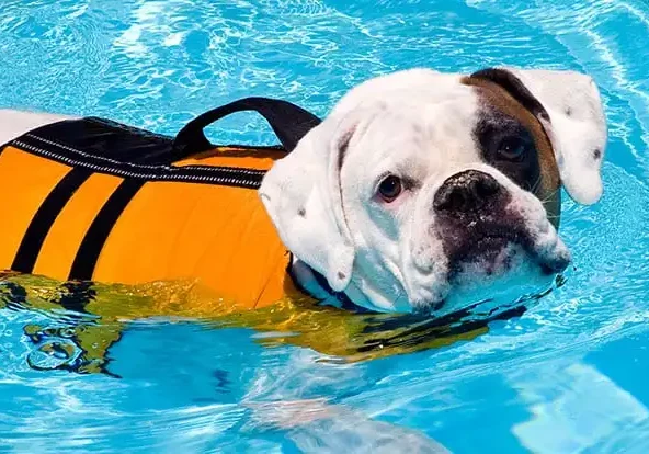 Dog Wearing Life Vest Swimming In Pool