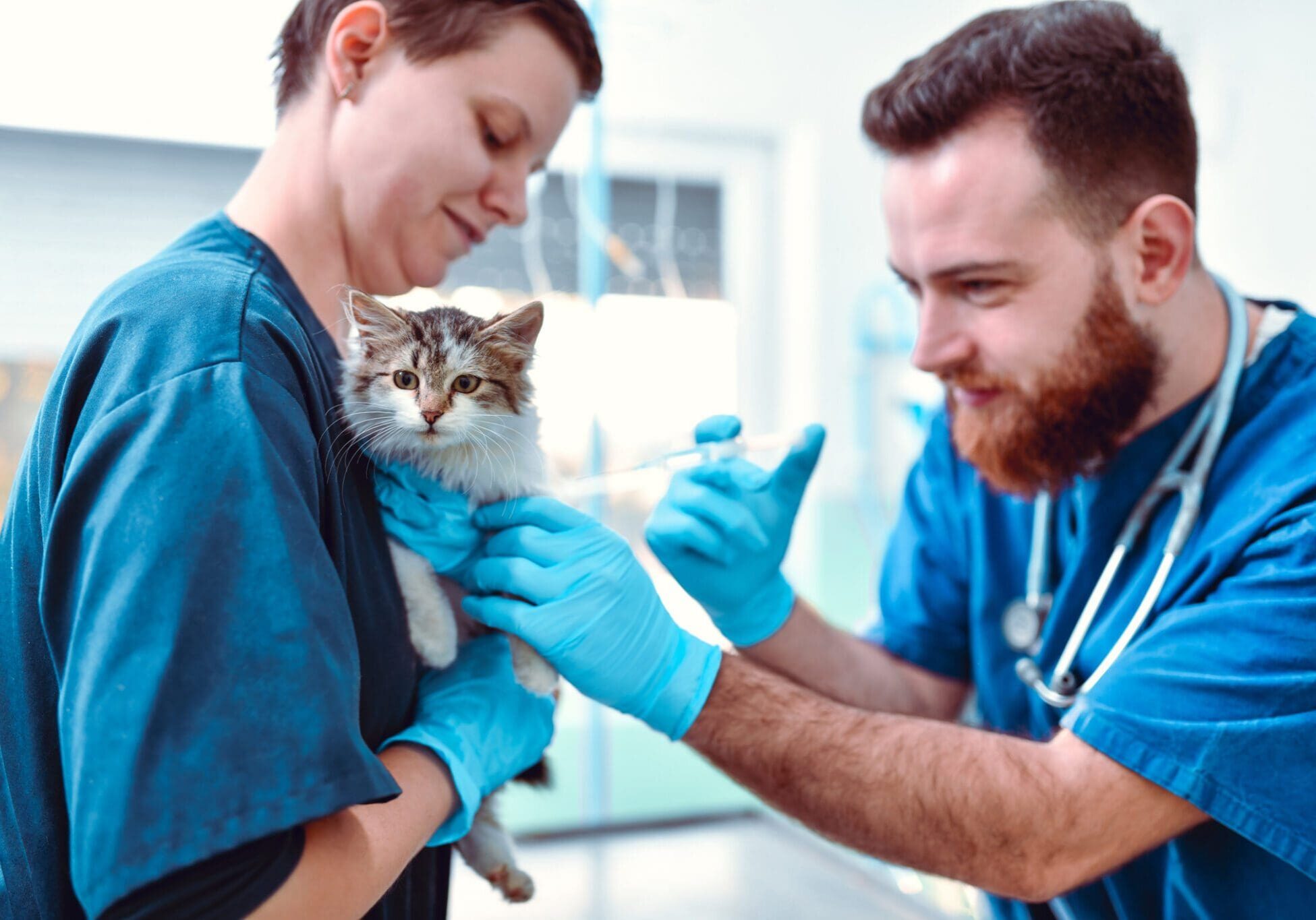 Feline Leukemia Dallas Tx