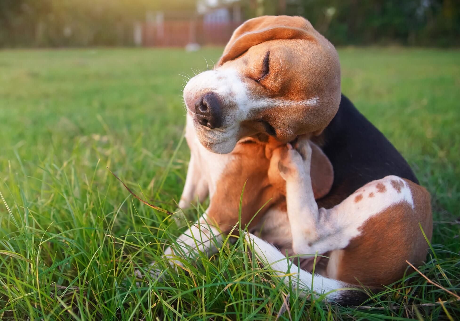 Flea Tick Prevention Important For Dogs Dallas Tx 
