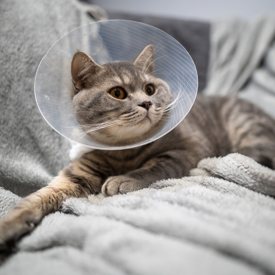 gray cat laying on a blanket and wearing a cone after surgery