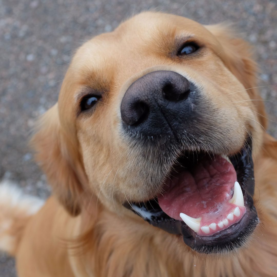 Happpy Golden Retriever