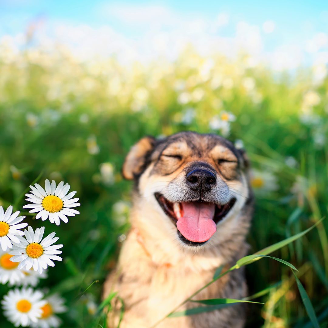 happy dog sitting in tall grassy field with daisies