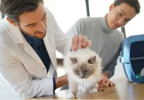 My Cat Keeps Throwing Up But Seems Fine