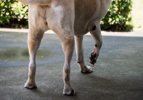 My Dog Stepped On A Bee