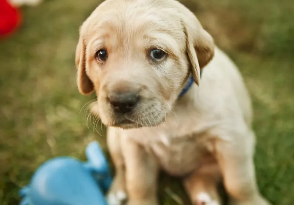 Puppy Crying Dallas Tx