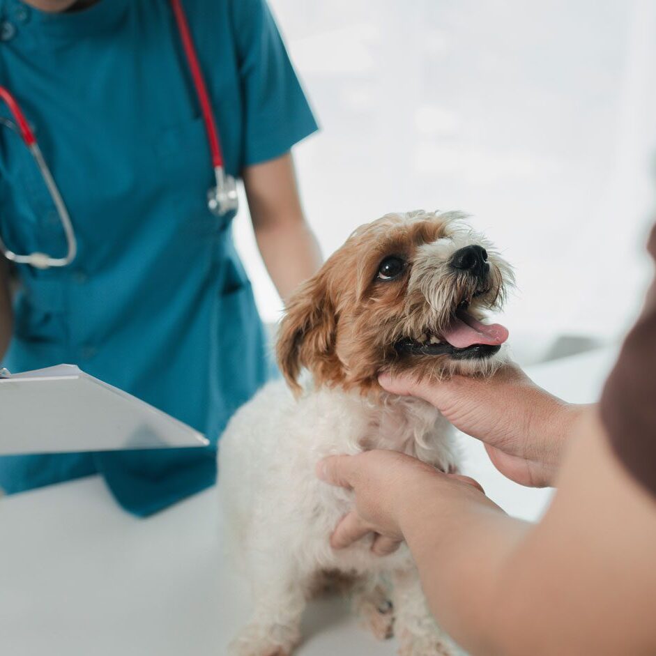 Small Dog On Veterinary Exam Table