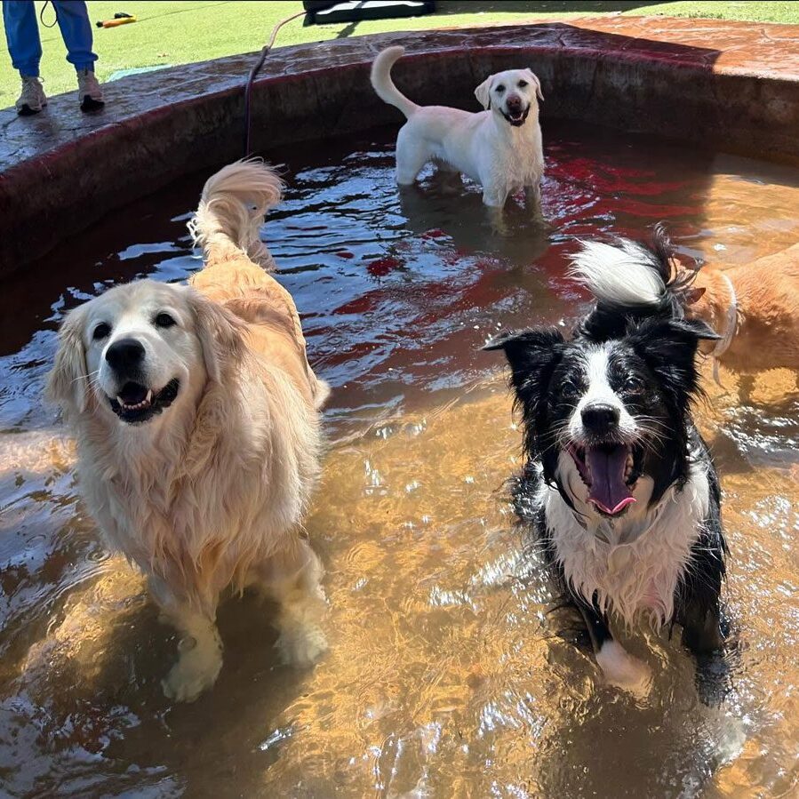 Three Dogs Playing In Pool Of Water