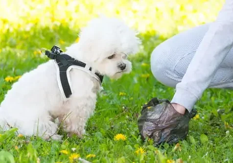 Worms In Dog Poop